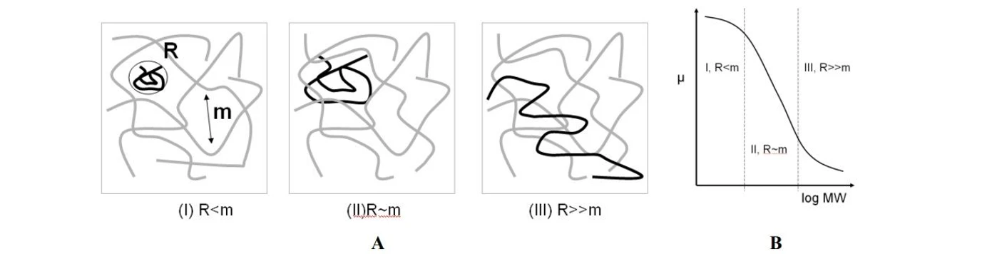 2 THETA: (A) Schematické znázornění pohybu makromolekulárních látek v gelové matrici. R-průměr molekuly, m-velikost póru.(B)-Závislost elektroforetické mobility na molekolové hmotnosti látek.(Upraveno dle [4])