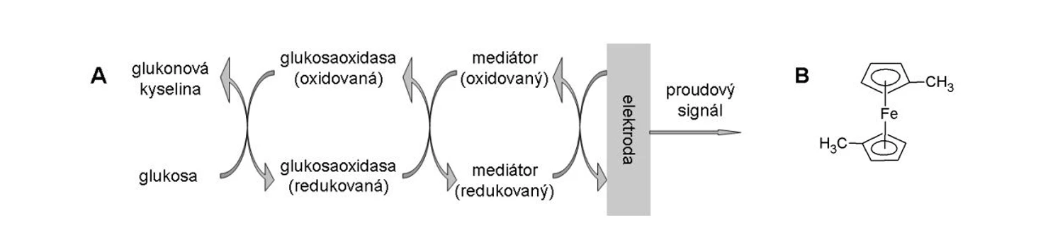 2 THETA: Sekvence přenosu elektronů mezi analytem (glukosou) a elektrodou v systému s mediátorem v glukosových biosenzorech druhé generace (A). Strukturní vzorec ferrocénu (B), mediátoru používaného v glukosových senzorech druhé generace [3].