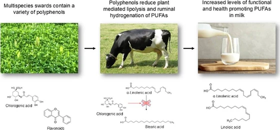 Effect of Multispecies Swards on the Fat Composition and Oxidative Stability of Milk from Dairy Cows in Mid-Late Lactation