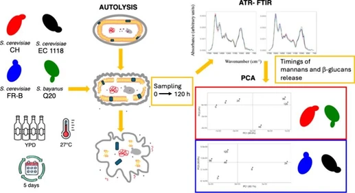 ATR-FTIR Microspectroscopy as a Tool for Distinguishing Wine-Relevant Saccharomyces spp. Strains Based on Their Autolytic Behavior
