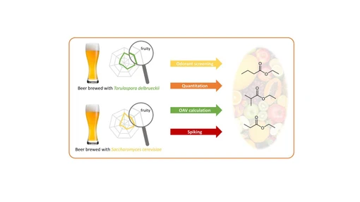 Characterization of the Major Odorants in Beer Brewed with Torulaspora delbrueckii─Differences to Beer Brewed with Saccharomyces cerevisiae