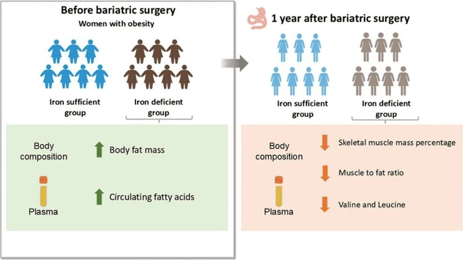 <p>ACS Nutr. Sci. 2026, 1, 1, 28–35: Graphical abstract</p>