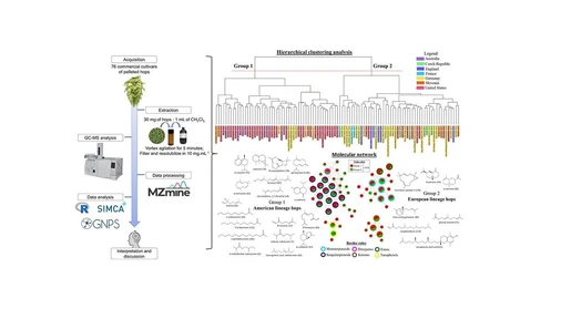 Mapping Metabolomic Relationships of Hop Cultivars in an Ancestral Lineage Context