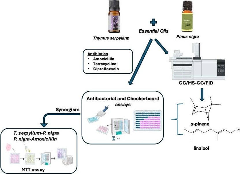 <p>ACS Omega 2025, 10, 50, 61528–61534: Graphical abstract</p>