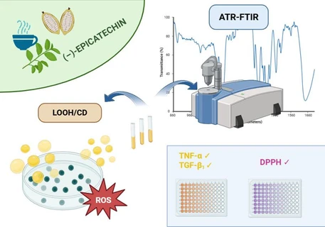ATR-FTIR Assessment of the Antioxidant and Anti-Inflammatory Effects of (−)-Epicatechin in MASLD
