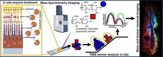 Mass Spectrometry Imaging with Trapped Ion Mobility Spectrometry Enables Spatially Resolved Chondroitin, Dermatan, and Hyaluronan Glycosaminoglycan Oligosaccharide Analysis In Situ