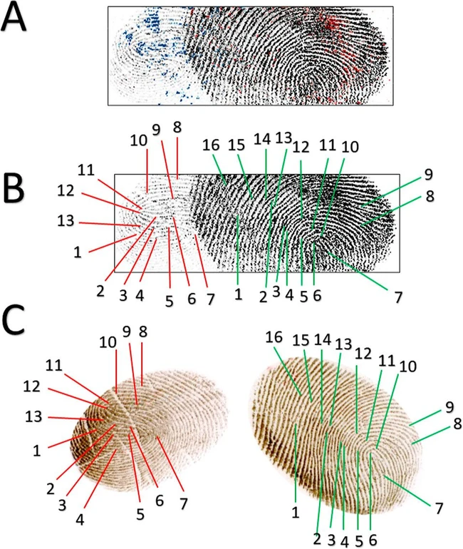 Anal. Chem. 2025, 97, 4, 2062–2069 - Figure 7. Dactyloscopic identification of the male and female donor visualizing constituents of fingerprints. 2D image: (A) co-reregistration of the cathinone and flephedrone with the fingerprint pattern; (B) palmitoyl oleate overlapped image of both persons, the thicker latent fingerprint was collected for the female donor; and (C) reference fingerprints visualized using a standard dactyloscopic approach. The positive dactyloscopic markers confirmed personal identification for both new psychoactive substances containing fingerprint donors.
