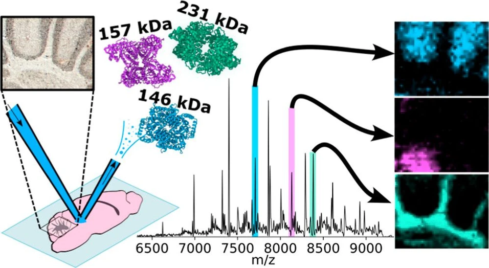 <p>Anal. Chem. 2025, 97, 51, 28343–28352: Graphical abstract</p>