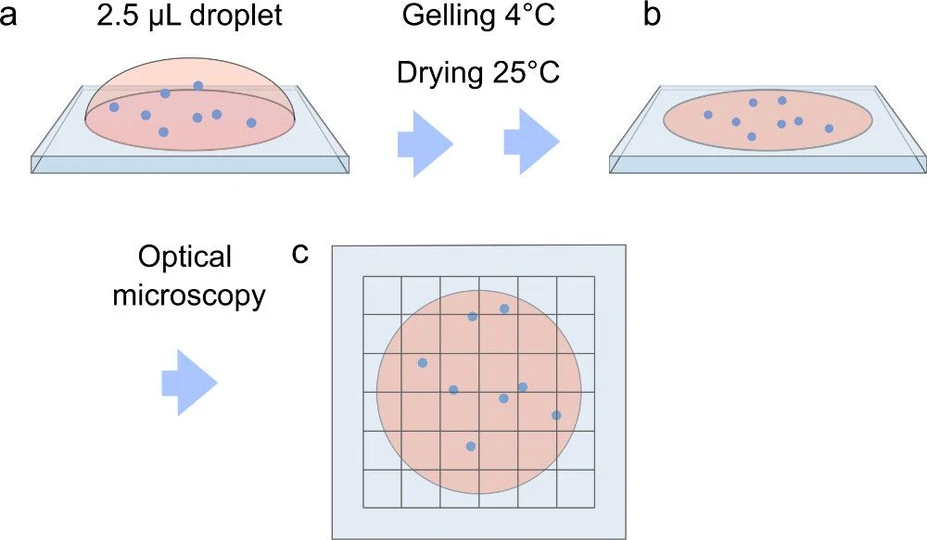 Anal. Chem. 2025, 97, 5, 2588–2592 - Scheme 1 a) Nanoparticles (blue dots) in ultra-low-gelling agarose  b) After gelling and drying, c) the entire droplet is covered with a grit of 6×6 images, the images are stitched, and nanoparticles are counted