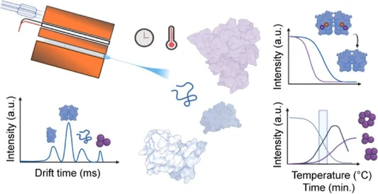 Tracking Protein Misfolding and Oligomerization: A Temperature-Controlled Ion Mobility-Mass Spectrometry Approach