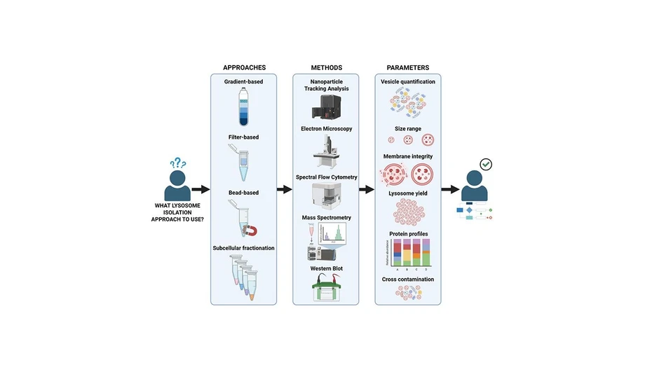 <p>Anal. Chem. 2026, 98, 6, 4585–4600: Graphical abstract</p>