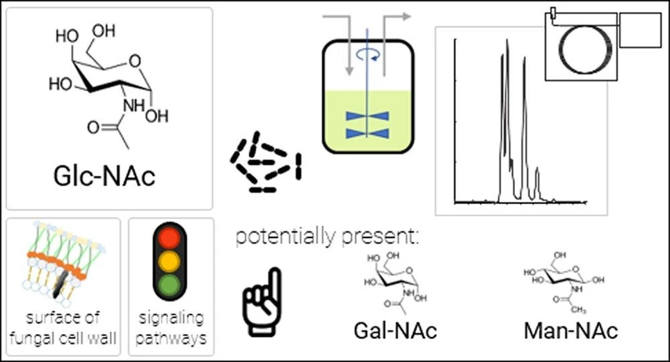 <ul>
<li><strong>Photo:</strong> <em>Anal. Chem.</em> <strong>2020</strong>, <em>92</em>, 7, 4875-4883: graphical abstract.</li>
</ul>