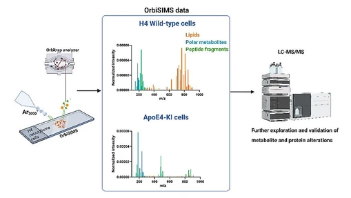 Metabolomic and Proteomic Analysis of ApoE4-Carrying H4 Neuroglioma Cells in Alzheimer’s Disease Using OrbiSIMS and LC-MS/MS