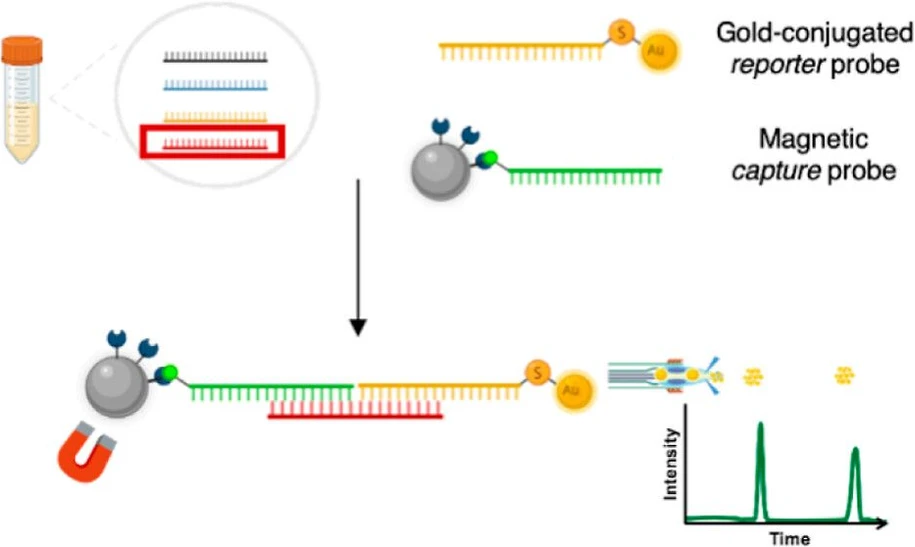 <ul>
<li><strong>Photo:</strong> <em>Anal. Chem.</em> <strong>2024</strong>, <em>96</em>, 30, 12414-12423: graphical abstract.</li>
</ul>
