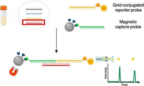 Amplification-Free Strategy for miRNA Quantification in Human Serum Using Single Particle ICP–MS and Gold Nanoparticles as Labels
