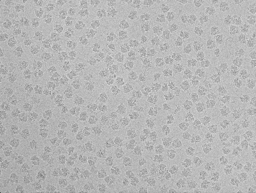 CEITEC/Demo Lab: Bacteria’s Achilles’ Heel – Without a Key Protein, They Multiply Slowly: Cryo-EM micrograph of ribosomal particles dispersed in a thin layer of amorphous ice.
