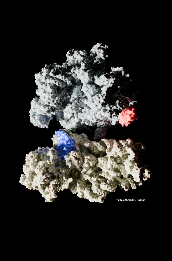 CEITEC/Ahmed H. Hassan: Bacteria’s Achilles’ Heel – Without a Key Protein, They Multiply Slowly: Model of ribosome assembly with identified factors (red and blue) that promote assembly in the absence of RimM.