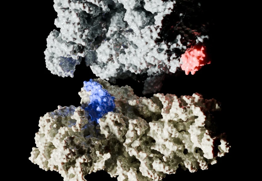<p><strong>CEITEC/Ahmed H. Hassan:</strong> Bacteria’s Achilles’ Heel – Without a Key Protein, They Multiply Slowly&nbsp;</p>