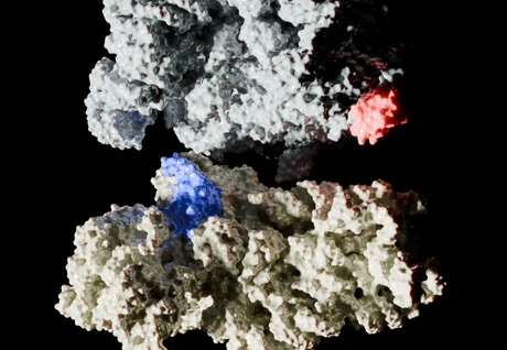Bacteria’s Achilles’ Heel – Without a Key Protein, They Multiply Slowly 