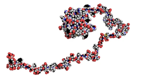 When Proteins Behave Like Spaghetti on a Plate 