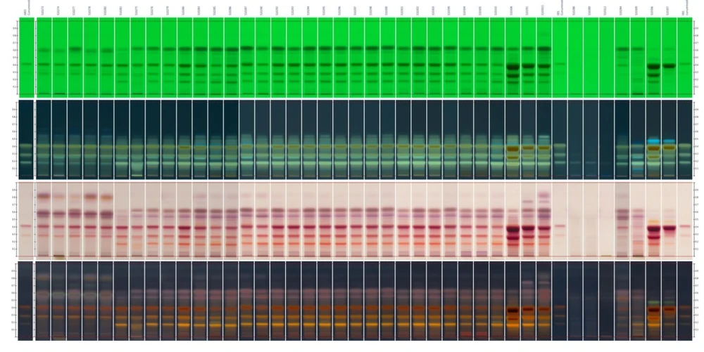 DONAU LAB: Botanical & Pharma – Comparison of Curcuma samples