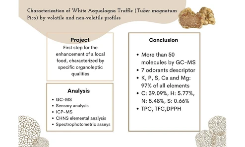 White Acqualagna truffle (Tuber magnatum Pico): Evaluation of volatile and non-volatile profiles by GC-MS, sensory analyses and elemental composition by ICP-MS