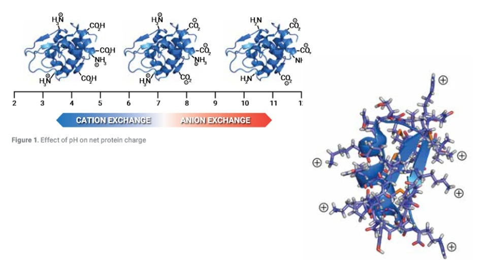 HPST: IEC/IEX chromatografie pro analýzy nabitých molekul