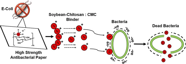 Enhancing Paper’s Mechanical Strength and Antibacterial Properties through a Biopolymer-Based Coating