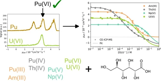 Complexation of Plutonium and Other Actinides in Different Oxidation States with Gluconate at Low pH Values─A CE-ICP-MS Study