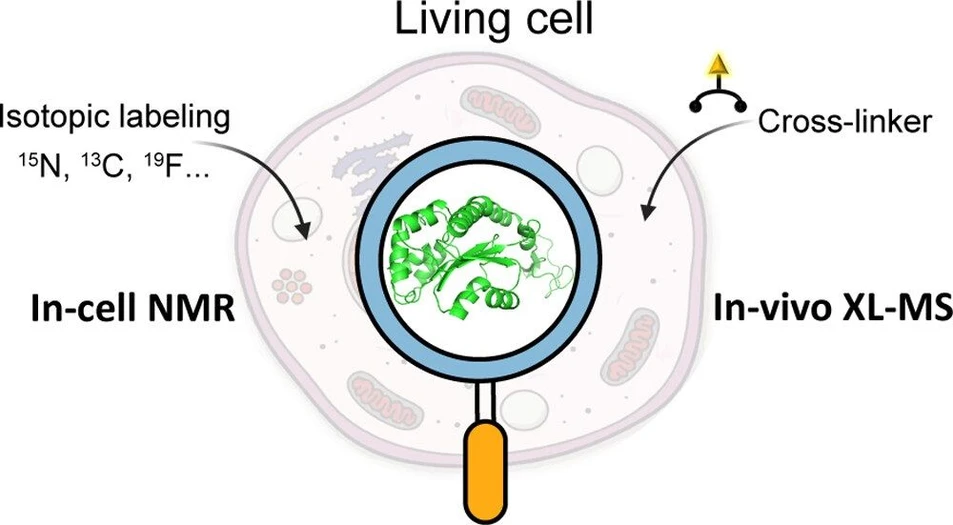<ul><li><strong>Photo:</strong> <cite>JACS Au</cite> <strong>2024</strong> <i>4</i> (2), 369-383: graphical abstract</li></ul>