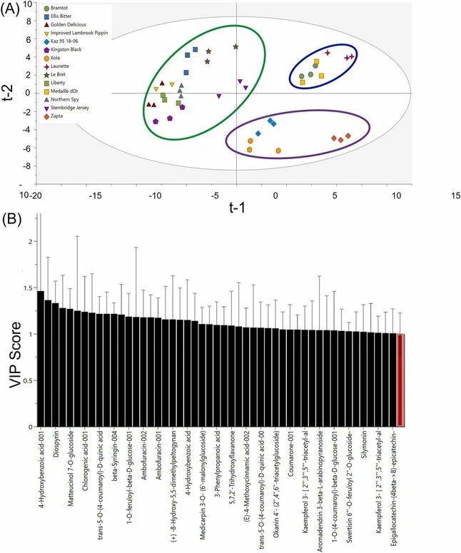 Journal of Food Composition and Analysis, Volume 137, Part A, 2025, 106844: Fig. 4. Multivariate analysis of 120 polyphenols identified by untargeted LC-MS metabolomics analysis in the juice of 14 apple genotypes harvested from the USDA-PGRU (Geneva, NY) in 2017. (A) Orthogonal Partial Least Squares-Discriminant Analysis (OPLS-DA) score plot of polyphenols, showing three well-separated clusters. (B) OPLS-DA Variable Importance Plot (VIP) of polyphenols in the juice of 14 apple genotypes (n = 3 samples per genotype). VIP cut-off value was set as 1.0 in this analysis (in red). Fifty polyphenols with a VIP score of more than 1.0 contributed significantly to the OPLS-DA model as shown in (A). The peak area of each polyphenol was first normalized against global QC samples and log10-transformed and scaled with Pareto scaling before the above analyses. Figure generated using SIMCA 18 and MetaboAnalyst 6.0 software tools. For numerical data, see Supplementary Table S4.