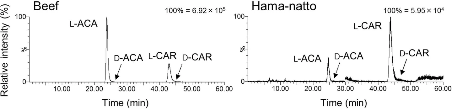 J. Pharm. Biomed. Anal. Open., 2026, 100111, Volume 7: Fig. 4. Determination of the CAR and ACA enantiomers in beef and Hama-natto samples as their 3-NPH derivatives. The selected ion chromatogram of ACA is shown for 0–30 min, and that of CAR is shown for 30–60 min.
