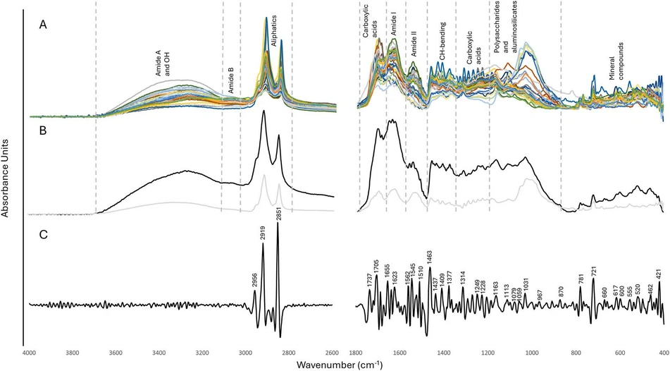 Journal of Archaeological Science, 2026, 106594, Volume 191: Fig. 2. (A) Background-corrected ATR-FTIR spectra with functionalities groups, (B) average (black) and standard deviation (grey) spectra, (C) second derivative spectrum with the most representative absorbance bands.
