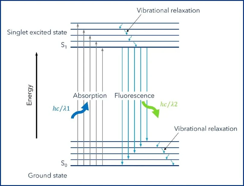 KNAUER: Figure 2: Jablonski diagram. (1) Excitation: The molecule absorbs light at a specific wavelength, promoting its electrons to a higher energy state. (2) Relaxation: Some energy is lost through vibrational relaxation. (3) Emission: As the electrons return to the ground state, light is emitted at a longer wavelength and therefore lower energy.