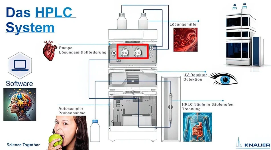 KNAUER: Figure 6 - The HPLC and its various modules, depicted as human organs.