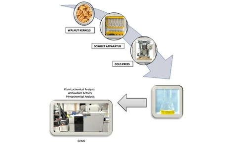Quality analysis of walnut oil extracted by cold press and solvent methods for in vitro phytochemicals, antioxidant activity and GCMS analysis