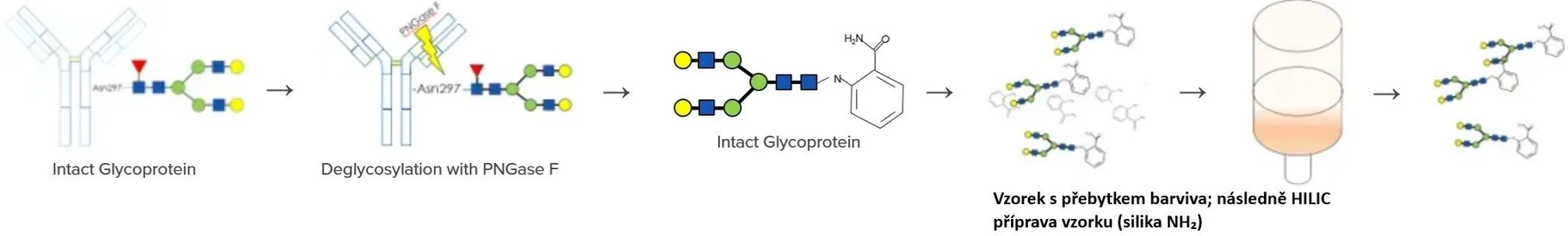 Phenomenex: Příprava vzorků pro N-vázané glykany