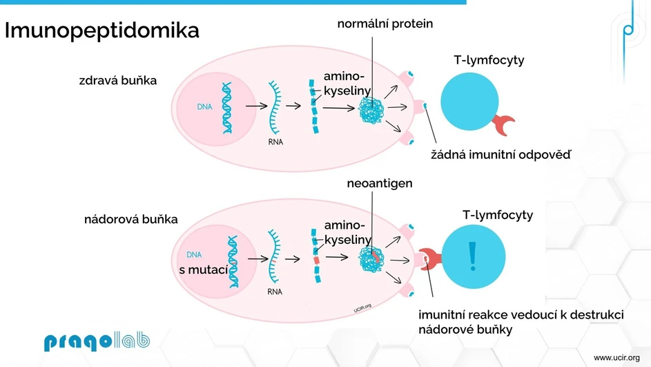 Pragolab: Imunopeptidomika