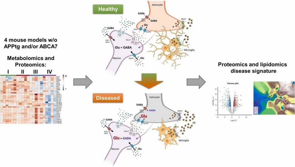 <p>Prog Neurobiol. 2026 Apr:259:102891: Graphical abstract</p>