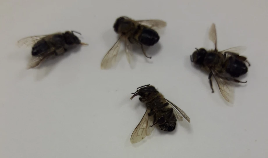RADANAL: Vzorky mrtvých těl včel pro analýzu pesticidů