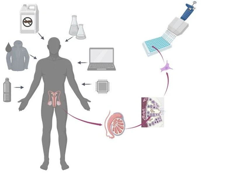 RECETOX: Diagram of the experimental design of the project