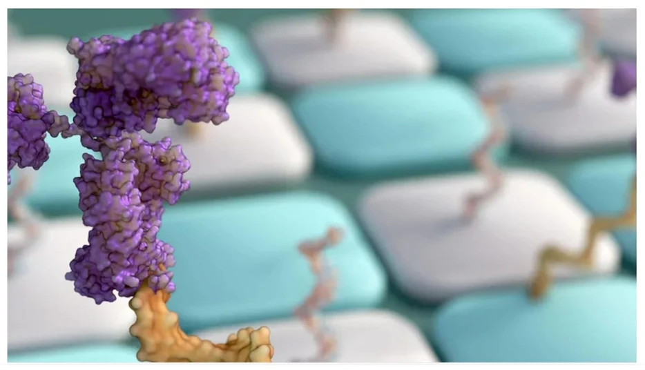 SeparationScience: How Does HILIC Work for Oligonucleotides Analysis?