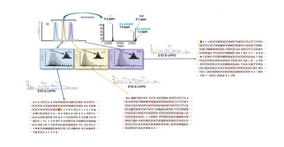Thermo Scientific™ BioPharma Finder™ Software:  Combining the predictive power of ProSight BP against the deconvoluted accurate mass with the sequence coverage from ETD and UVPD fragmentation reveals a comprehensive set of results to support confident molecule characterization.