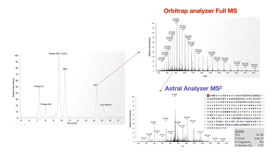 Thermo Scientific Orbitrap Astral Zoom Mass Spectrometer: Top-down analysis of a protein standard mixture with the Orbitrap Astral Zoom Mass Spectrometer using parallelized acquisition in the Orbitrap analyzer for intact analysis and Astral analyzer for MS2 fragmentation analysis.
