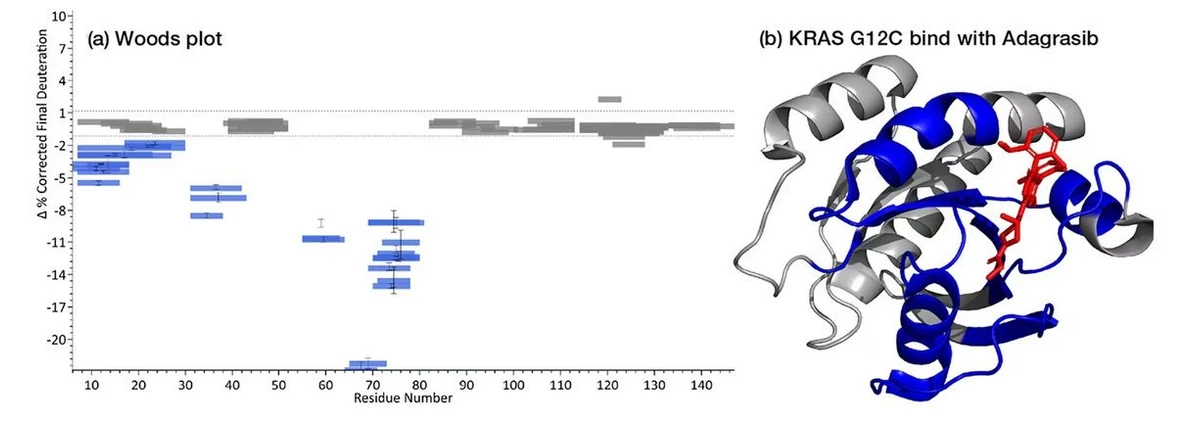 Thermo Scientific Orbitrap Excedion Pro Mass Spectrometers: Identification of binding pocket on KRAS G12C upon Adagrasib binding using DIA-HDX. (a) Woods plot. X-axis denotes the residue number, while y-axis shows percentage change in deuteration. Blue bars with error bars indicate experimental data points at 20sec labeling time, representing regions with significant deuteration changes. Dashed lines indicate a threshold for significant changes in deuteration. (b) Structural representation of KRAS G12C in complex with Adagrasib. The protein backbone is depicted in gray, with the G12C mutation region and key structural elements highlighted in blue.