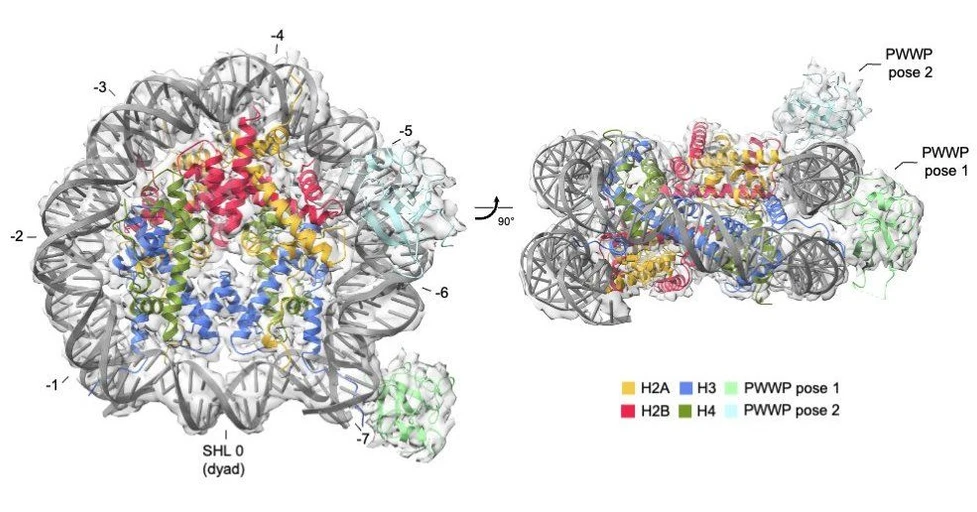 <ul>
<li><strong>Photo:</strong> IOCB PRague: Insight into the nucleosome recognition mechanisms</li>
</ul>
