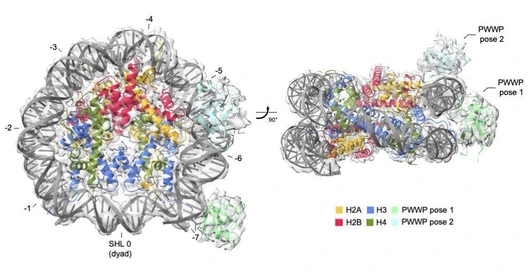 Insight into the nucleosome recognition mechanisms