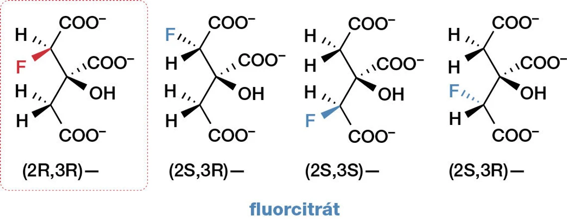Vesmír/obr. 9: Čtyři stereoizomery fluorcitrátu, pouze zarámovaný je toxický.
