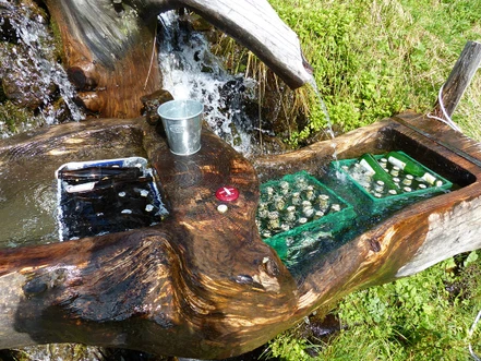 Využití SPE při stanovení chlorfenolů ve varní vodě a pivu.