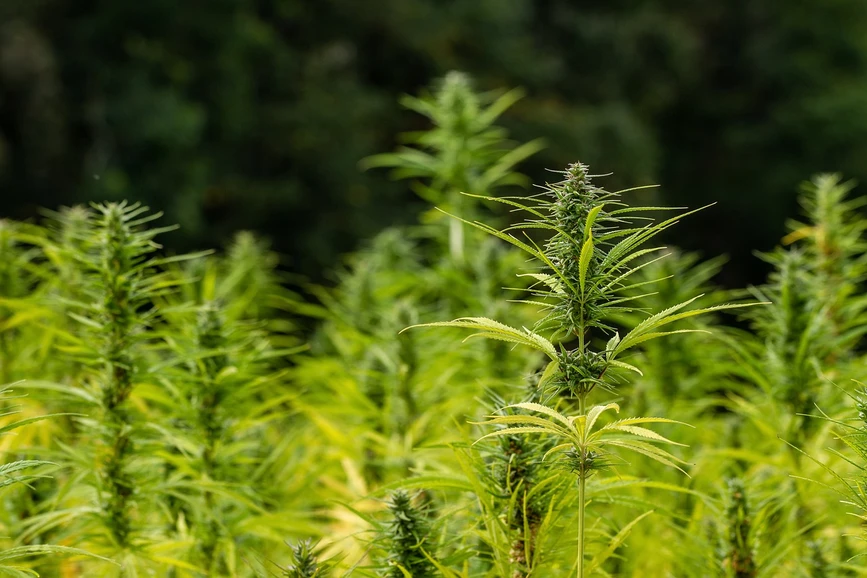 Pixabay/NickyPe: Hemp: A Forensic Perspective